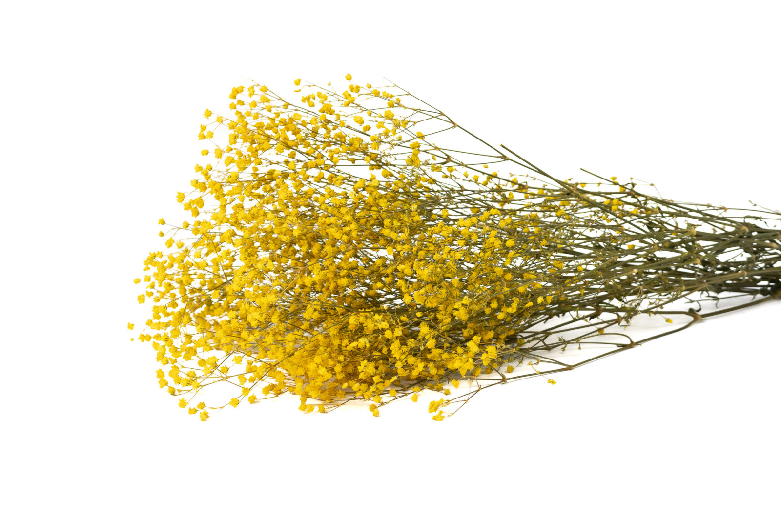 PHOCEALYS │Gypsophile stabilisé│vente aux pros│Grossiste