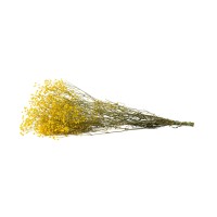 PHOCEALYS │Gypsophile stabilisé│vente aux pros│Grossiste