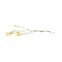 PHOCEALYS │Gypsophile stabilisé│vente aux pros│Grossiste