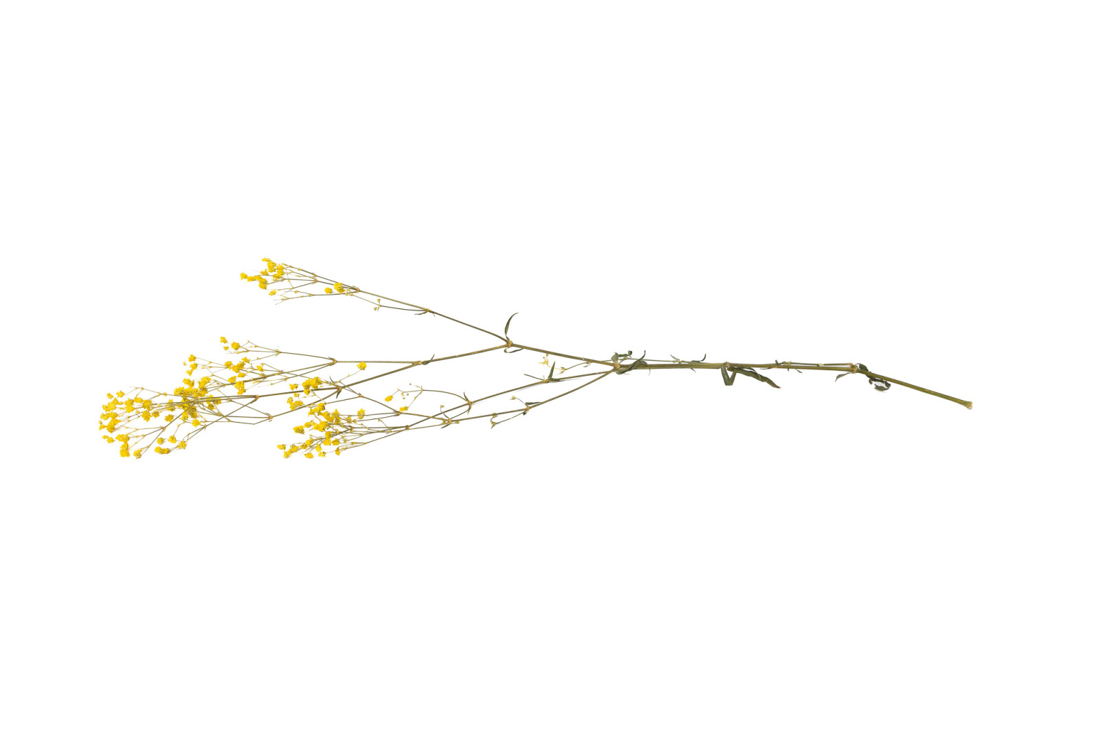 PHOCEALYS │Gypsophile stabilisé│vente aux pros│Grossiste