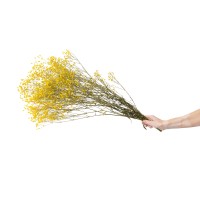 PHOCEALYS │Gypsophile stabilisé│vente aux pros│Grossiste