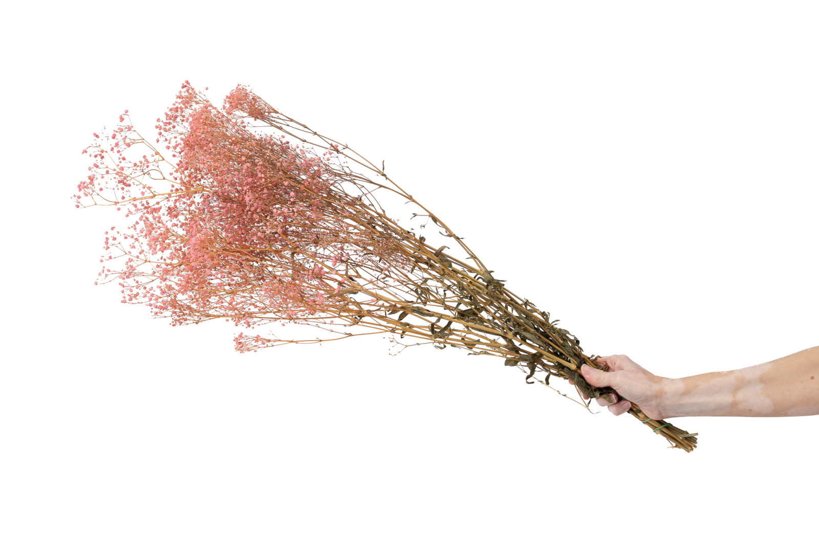 PHOCEALYS │Gypsophile stabilisé│vente aux pros│Grossiste