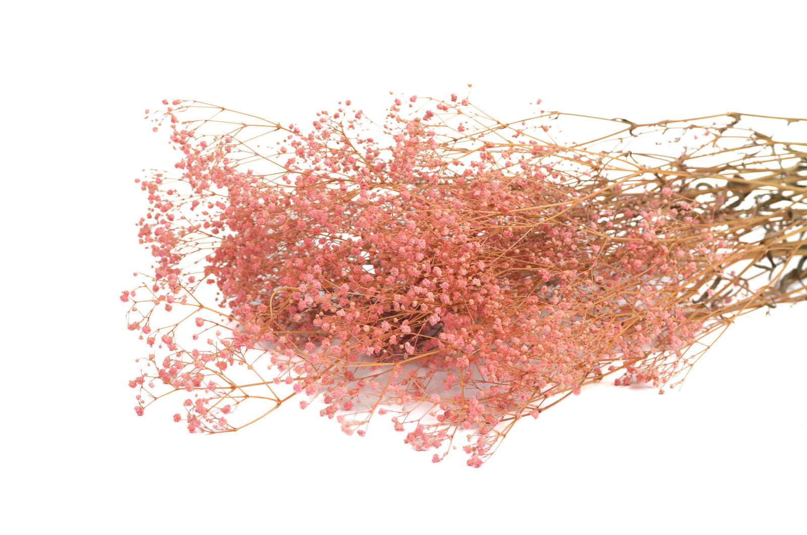 PHOCEALYS │Gypsophile stabilisé│vente aux pros│Grossiste