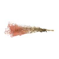 PHOCEALYS │Gypsophile stabilisé│vente aux pros│Grossiste