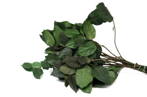 PHOCEALYS│Salal stabilisé│vente aux pros│Grossiste