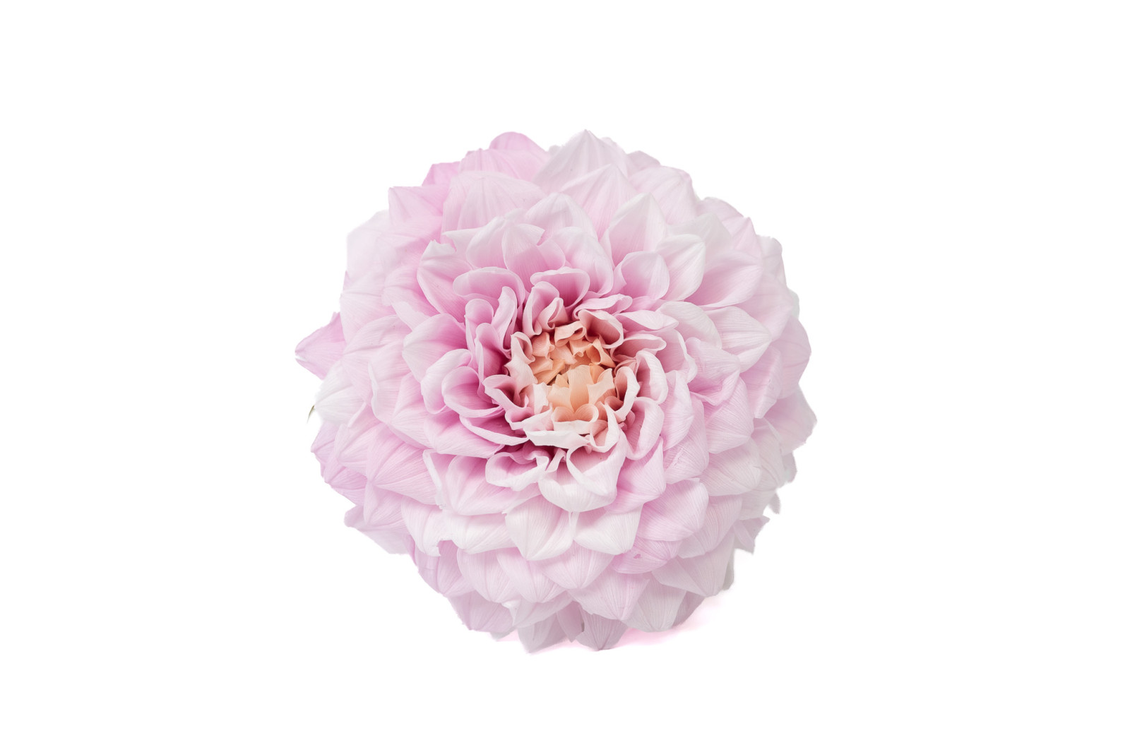 PHOCEALYS│Dahlia stabilisé│vente aux pros│Grossiste