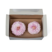 PHOCEALYS│Dahlia stabilisé│vente aux pros│Grossiste
