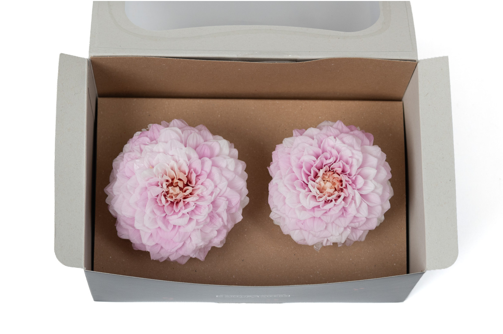 PHOCEALYS│Dahlia stabilisé│vente aux pros│Grossiste