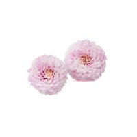 PHOCEALYS│Dahlia stabilisé│vente aux pros│Grossiste
