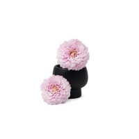 PHOCEALYS│Dahlia stabilisé│vente aux pros│Grossiste