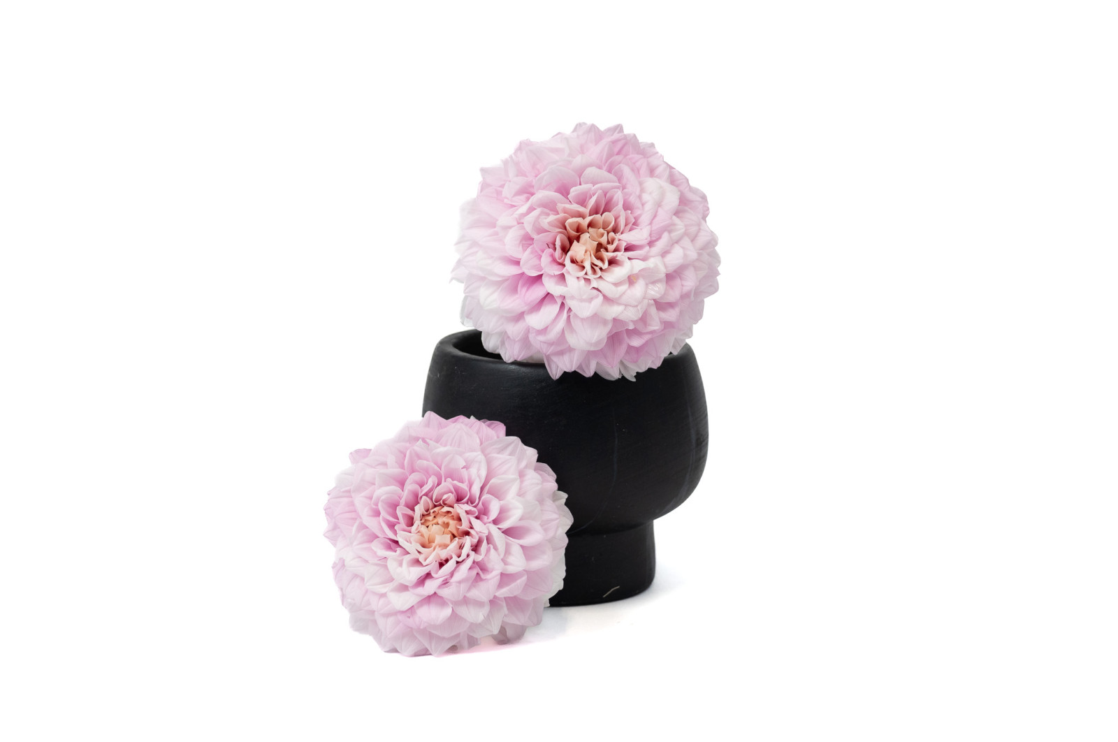 PHOCEALYS│Dahlia stabilisé│vente aux pros│Grossiste