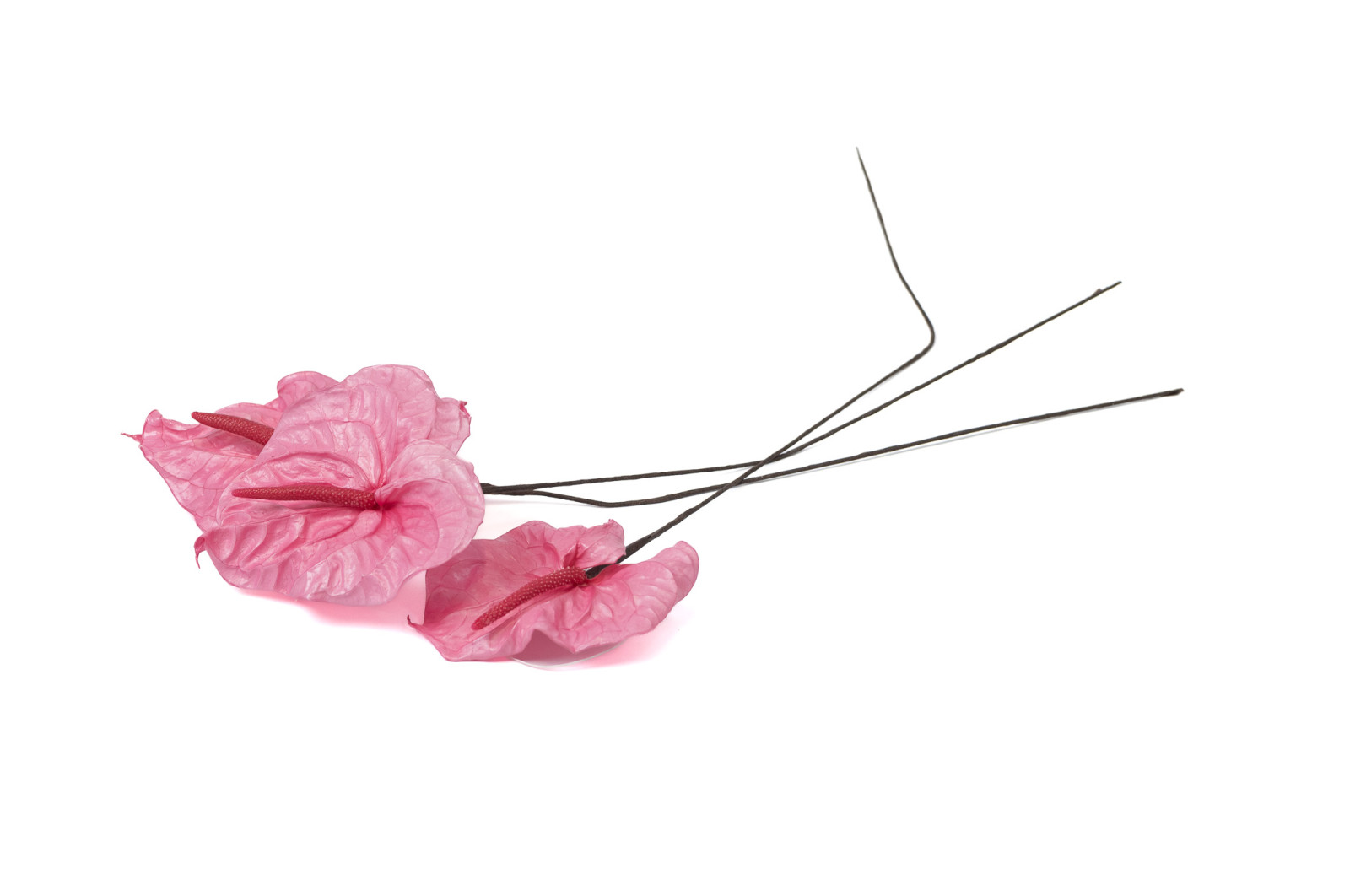 PHOCEALYS│Anthurium stabilisé│vente aux pros│Grossiste