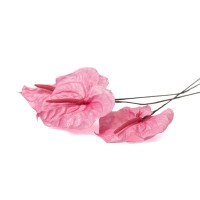 PHOCEALYS│Anthurium stabilisé│vente aux pros│Grossiste