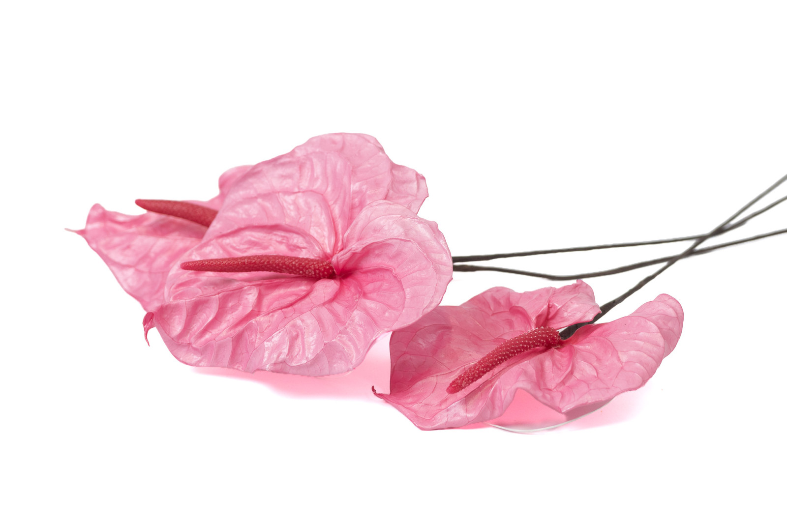 PHOCEALYS│Anthurium stabilisé│vente aux pros│Grossiste