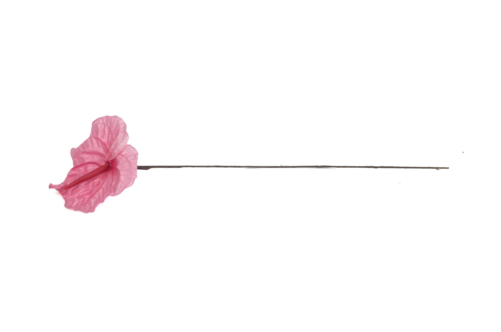 PHOCEALYS│Anthurium stabilisé│vente aux pros│Grossiste