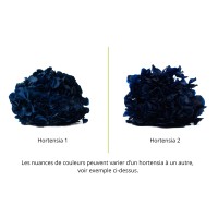 PHOCEALYS│Hortensia stabilisé│vente aux pros│Grossiste en végétaux stabilisées