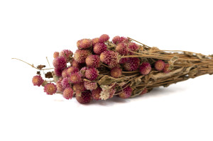Gomphrena sec│vente aux pros│Grossiste en fleurs séchées