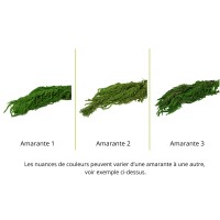 Amarante stabilisée│vente aux pros│Grossiste en végétaux stabilisées