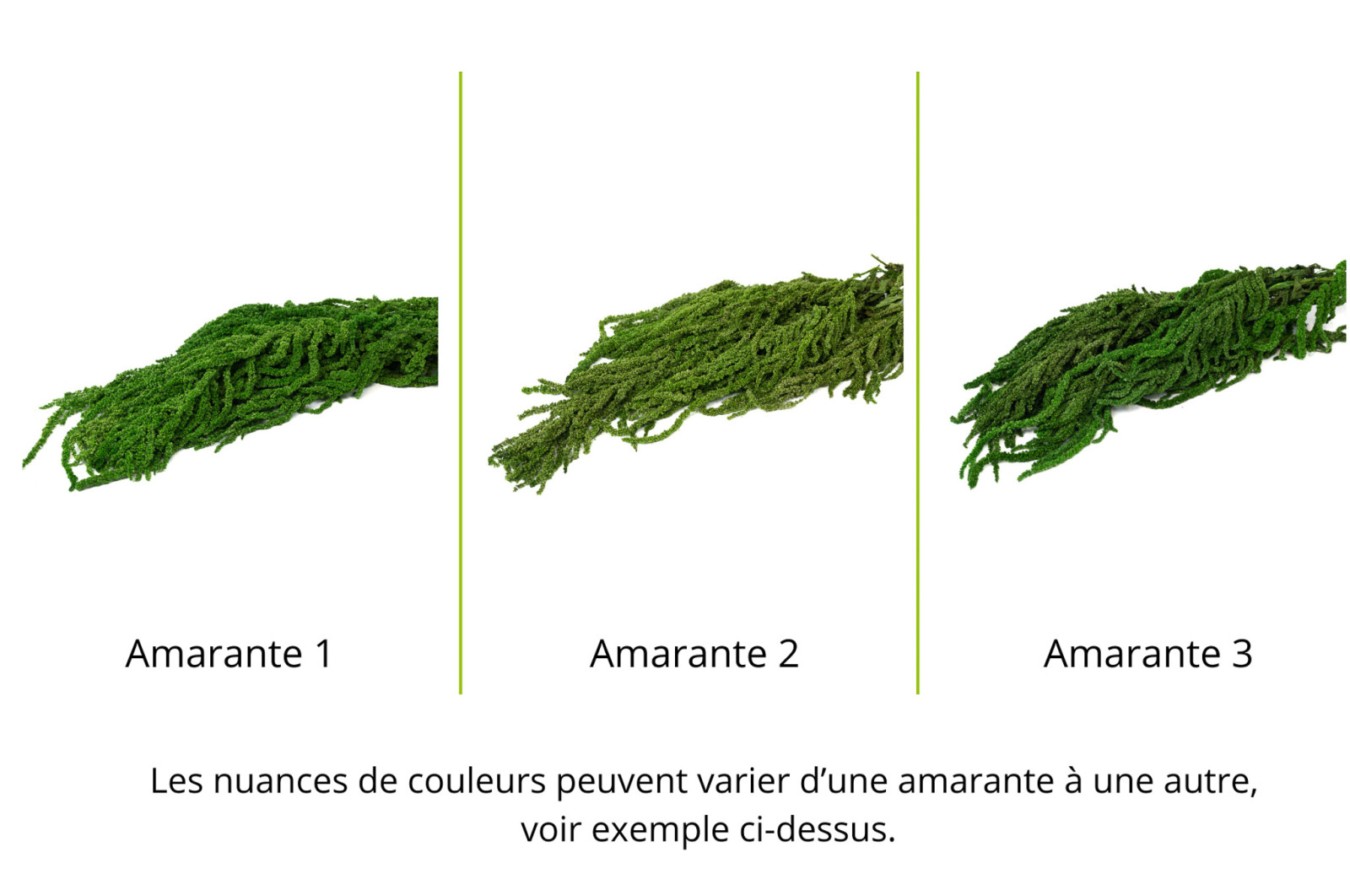 Amarante stabilisée│vente aux pros│Grossiste en végétaux stabilisées