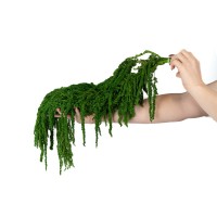 Amarante stabilisée│vente aux pros│Grossiste en végétaux stabilisées