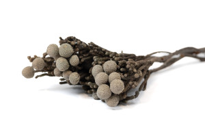 Brunia stabilisé│vente aux pros│Grossiste en végétaux stabilisées