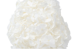 PHOCEALYS│Hortensia Kiara stabilisé Ø 14-20 cm│vente aux pros│Grossiste en végétaux stabilisées