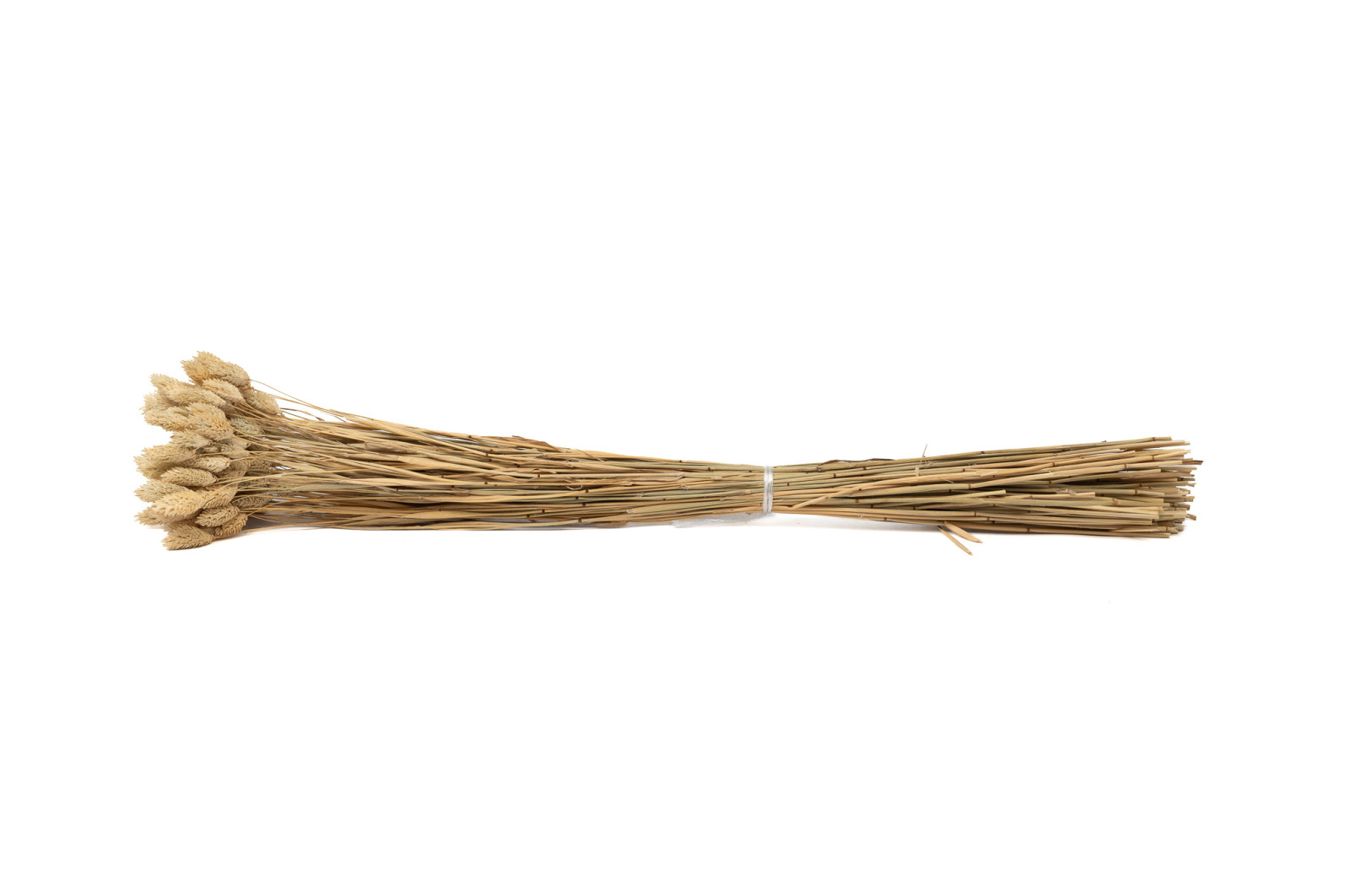 Phalaris sec│vente aux pros│Grossiste en fleurs séchées