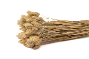 Phalaris sec│vente aux pros│Grossiste en fleurs séchées