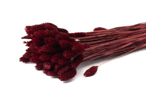 Phalaris sec│vente aux pros│Grossiste en fleurs séchées