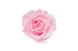 PHOCEALYS │Têtes de roses stabilisées │vente aux pros│Grossiste