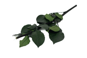 PHOCEALYS│Tige de rose stabilisées │vente aux pros│Grossiste