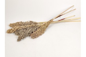 PHOCEALYS│Sorgho sec│vente aux pros│Grossiste en fleurs séchées
