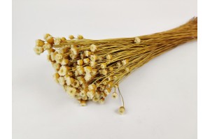 PHOCEALYS│Happy Flower sec│vente aux pros│Grossiste en fleurs séchées