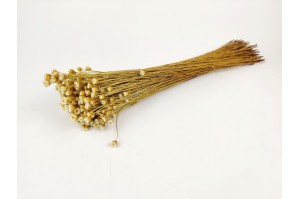 PHOCEALYS│Happy Flower sec│vente aux pros│Grossiste en fleurs séchées