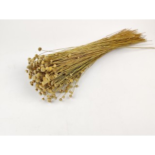 PHOCEALYS │Dried amarelino│Sale to professionals│Wholesaler