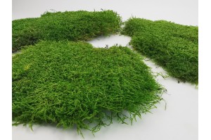 PHOCEALYS│Mousse plate stabilisée│vente aux pros│Grossiste