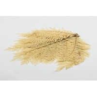 PHOCEALYS│Fougère brake stabilisée│vente aux pros│Grossiste