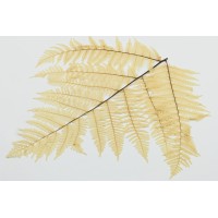 PHOCEALYS│Fougère brake stabilisée│vente aux pros│Grossiste