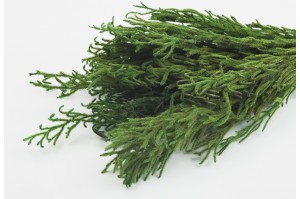 Lycopodium stabilisé│vente aux pros│Grossiste en végétaux stabilisés