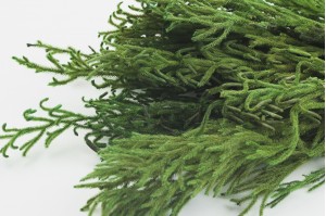 Lycopodium stabilisé│vente aux pros│Grossiste en végétaux stabilisés