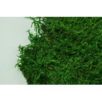 PHOCEALYS│Mousse lycopodium stabilisée│vente aux pros│Grossiste