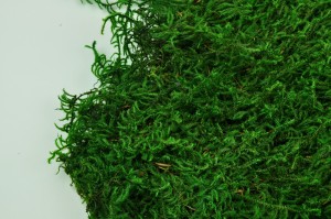 PHOCEALYS│Mousse lycopodium stabilisée│vente aux pros│Grossiste