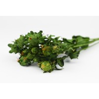 PHOCEALYS│Carthamus stabilisé│vente aux pros│Grossiste