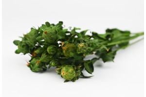 PHOCEALYS│Carthamus stabilisé│vente aux pros│Grossiste