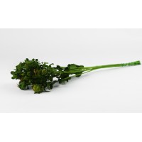 PHOCEALYS│Carthamus stabilisé│vente aux pros│Grossiste