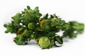 PHOCEALYS│Carthamus stabilisé│vente aux pros│Grossiste