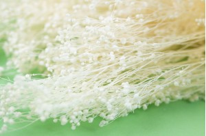 Broom sec blanc / crème vente en vrac Phocealys grossiste fournisseur pros
